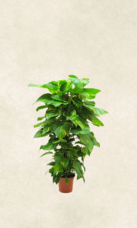 saksıda 1 metro patos