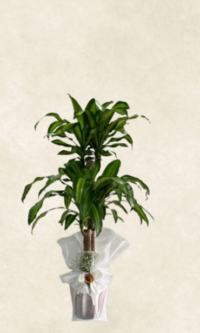 2 dallı büyük boy massengena