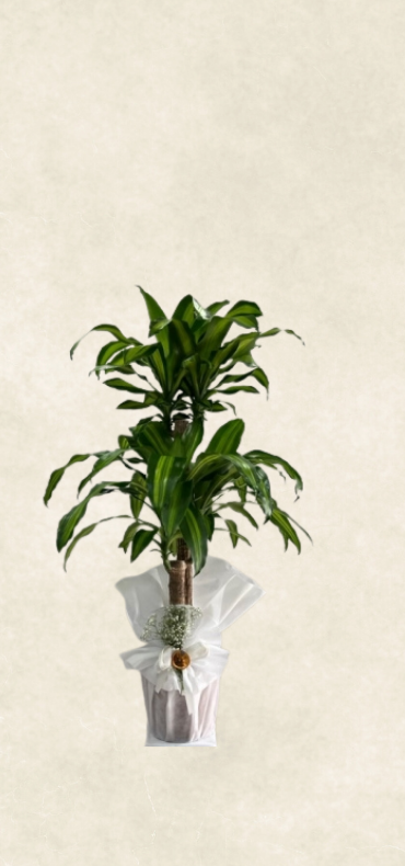 2 dallı büyük boy massengena 2 dallı büyük boy massengena