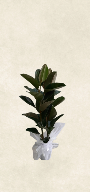 2 dallı kauçuk saksı Çiçeği 2 dallı kauçuk saksı Çiçeği