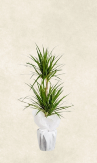 Bodrum Çiçek Market 2 gövdeli dracena marginita