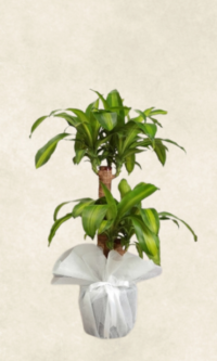 2 gövdeli massengena