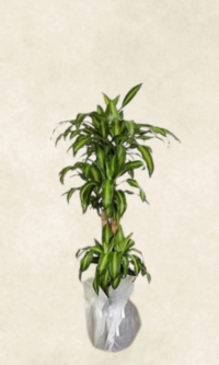 3 gövdeli massengena