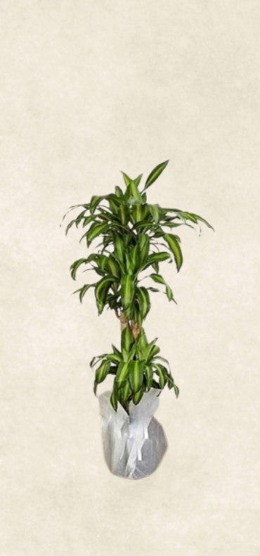 3 gövdeli massengena 3 gövdeli massengena