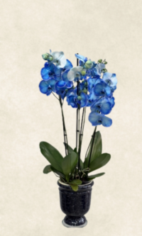 siyah dekoratif 4 dallı mavi orkide