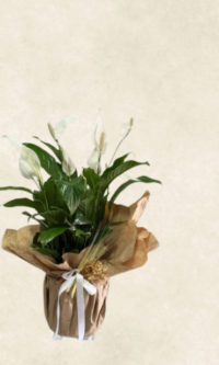 Bodrum Çiçek Market 80 cm barış Çiçeği