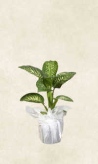 Bodrum Çiçek Market tropik snow 80 cm