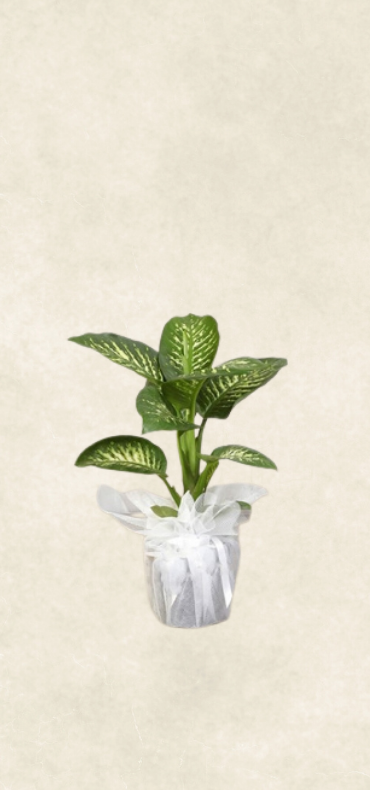 tropik snow 80 cm tropik snow 80 cm