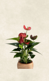 Bodrum Çiçek Market krem saksıda antoryum