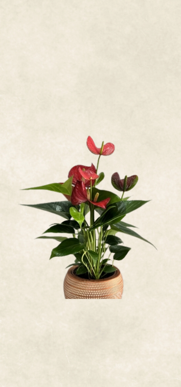 krem saksıda antoryum krem saksıda antoryum