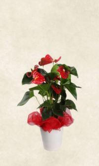 Bodrum Çiçek Market antoryum