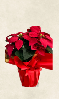 Bodrum Çiçek Market auto draft