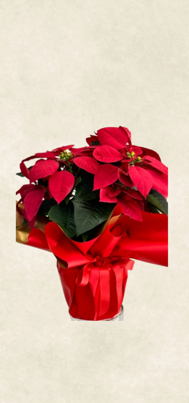 auto draft auto draft