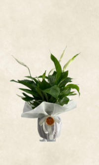 Bodrum Çiçek Market auto draft