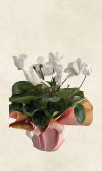 Bodrum Çiçek Market beyaz sıklamen