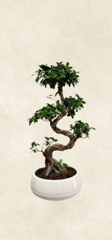 ficus bonsai 80 cm ficus bonsai 80 cm