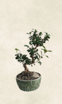 bonsai ficus 70 cm