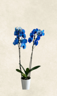 Çift dallı mavi orkide