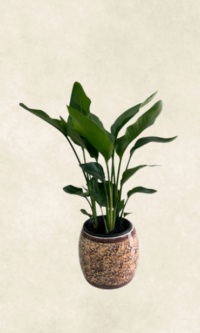 krem dekoratif saksıda starliçe