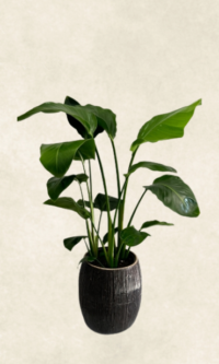 siyah dekoratif saksıda starliçe