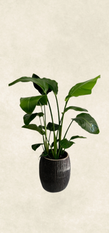 siyah dekoratif saksıda starliçe siyah dekoratif saksıda starliçe