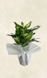 Bodrum Çiçek Market auto draft