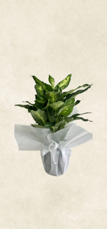 auto draft auto draft