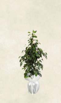 Bodrum Çiçek Market ficus benjamin 90 cm