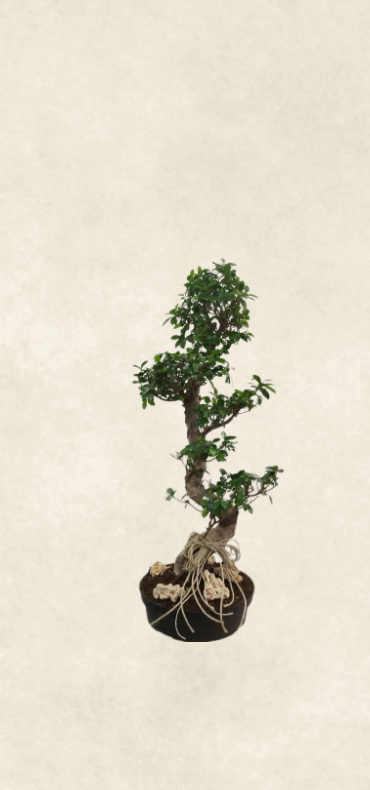 ficus bonsai ginseng 100 110cm ficus bonsai ginseng 100 110cm