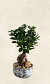 ficus bonsai 40 50 cm