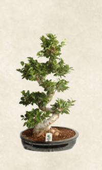 ficus bonsai ginseng 110 cm