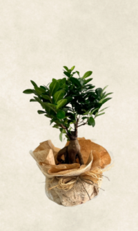 ficus bonsai 40 50 cm