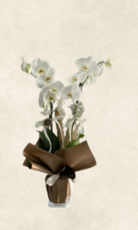 Bodrum Çiçek Market kahverengi ambalajda 2 dallı beyaz orkide