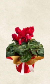 Bodrum Çiçek Market kırmızı sıklamen