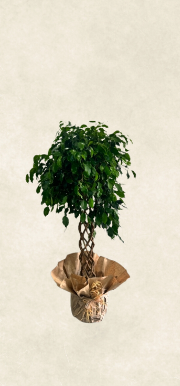 orkide benjamin 140 cm orkide benjamin 140 cm