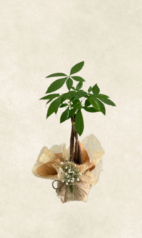 Bodrum Çiçek Market krem saksıda para Çiçeği 50 55 cm