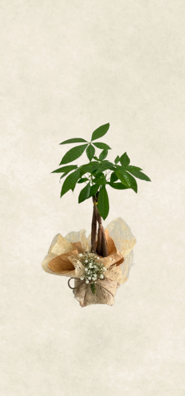 krem saksıda para Çiçeği 50 55 cm krem saksıda para Çiçeği 50 55 cm