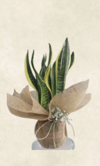 Bodrum Çiçek Market paşa kılıcı Çiçeği