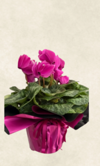 Bodrum Çiçek Market pembe sıklamen