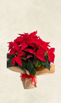 Bodrum Çiçek Market ponsetya atatürk Çiçeği