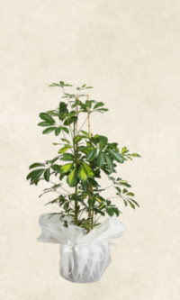 Bodrum Çiçek Market Şeflera Çiçeği